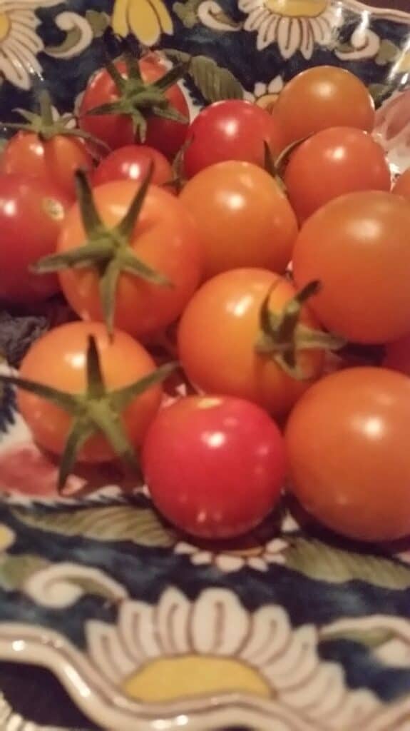 Fresh tomatoes picked from my garden in Italian bowl